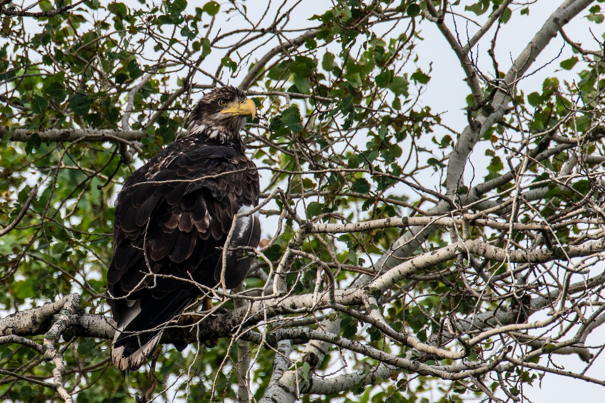 Bald Eagle - ML625047247