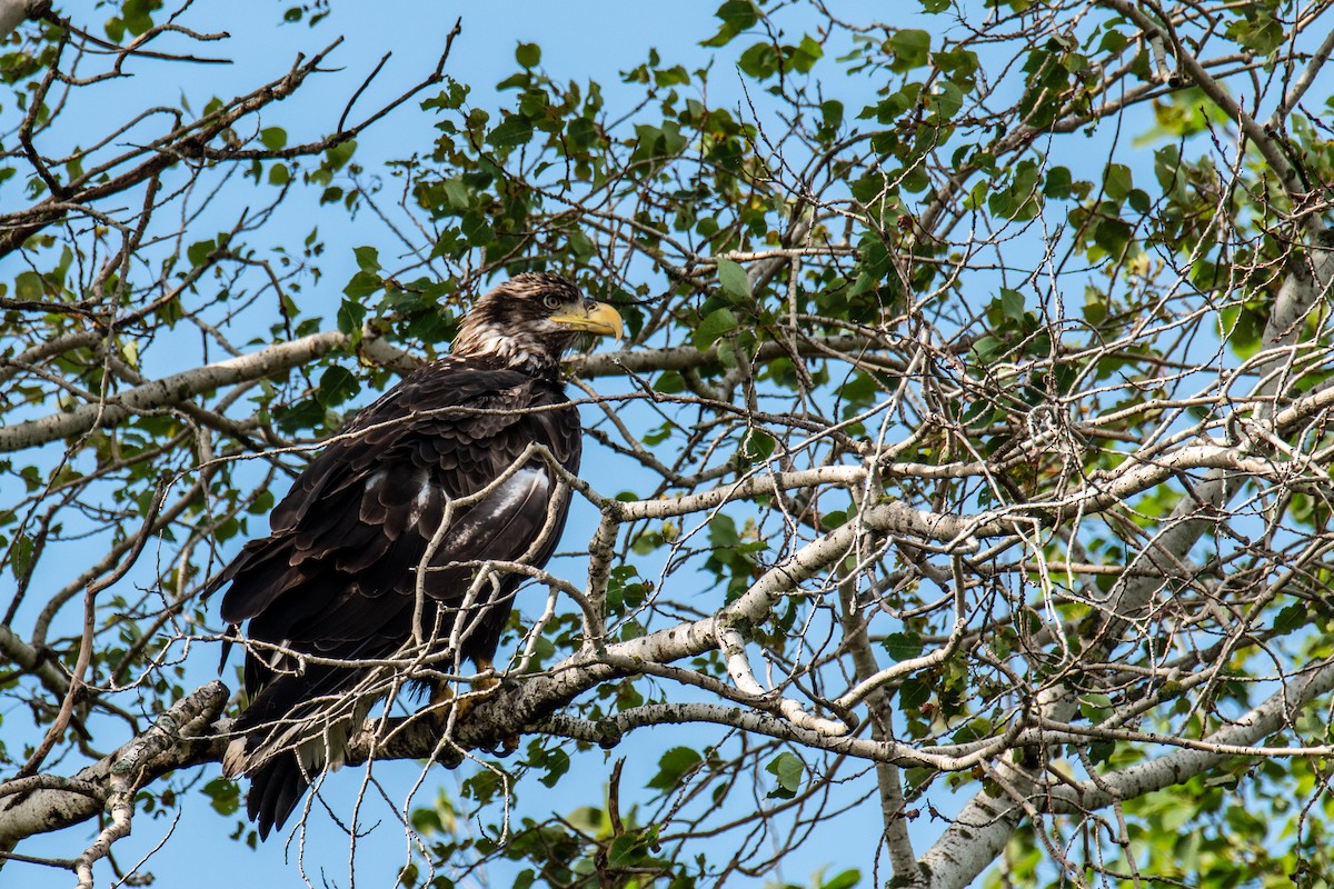 Bald Eagle - ML625047249