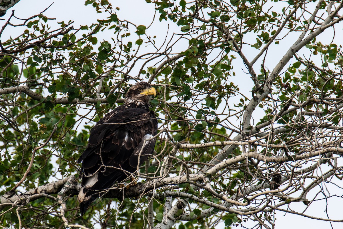 Bald Eagle - ML625047250