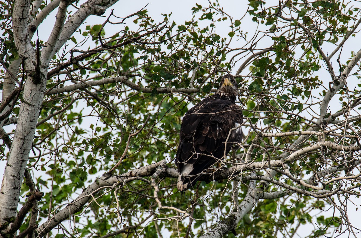 Bald Eagle - ML625047252