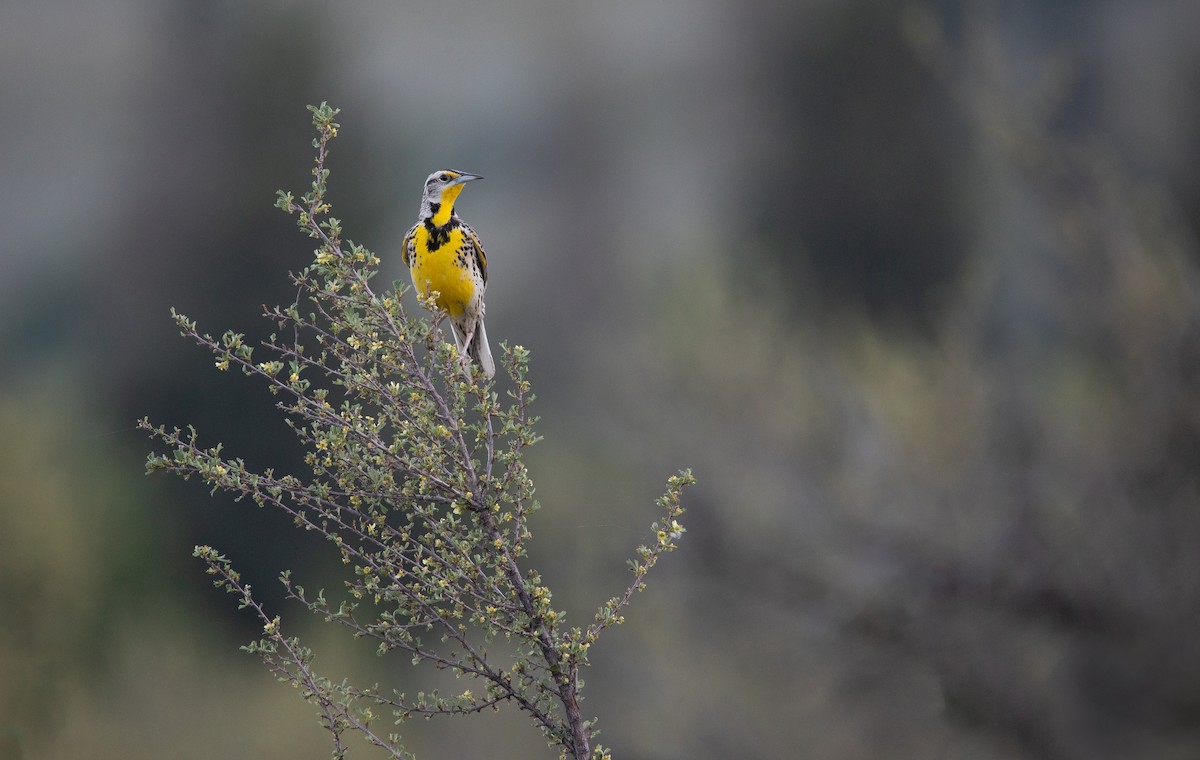 Western Meadowlark - ML625047257