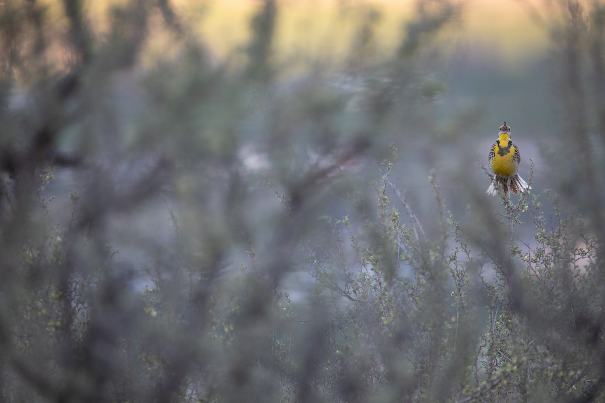 Western Meadowlark - ML625047270