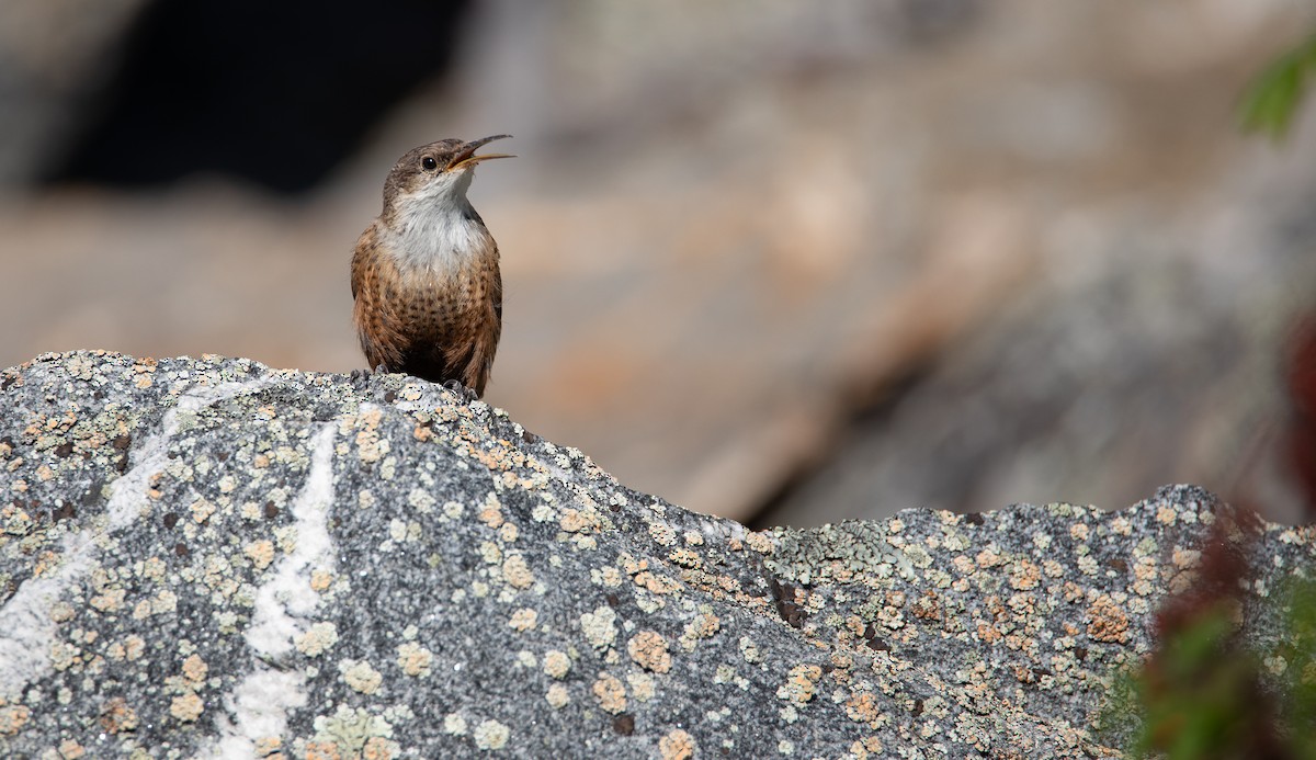 Canyon Wren - ML625047277