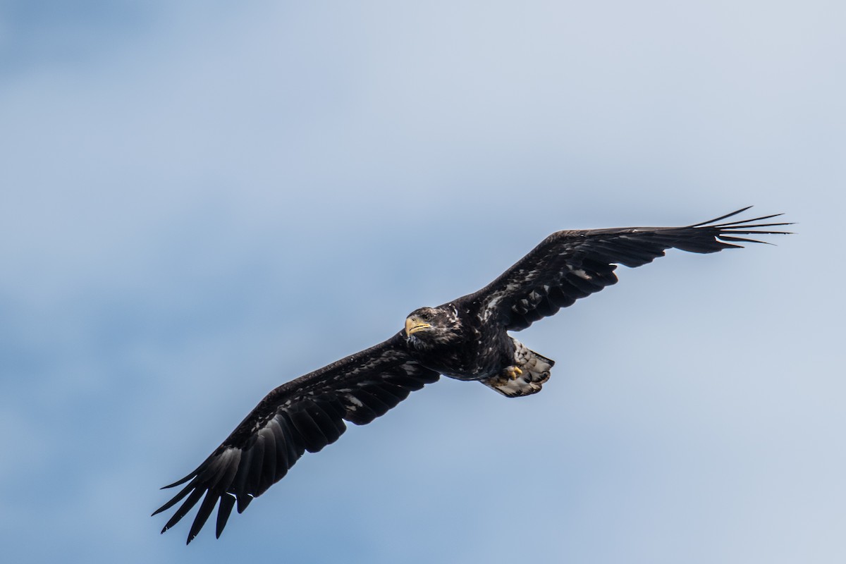 Bald Eagle - ML625047279