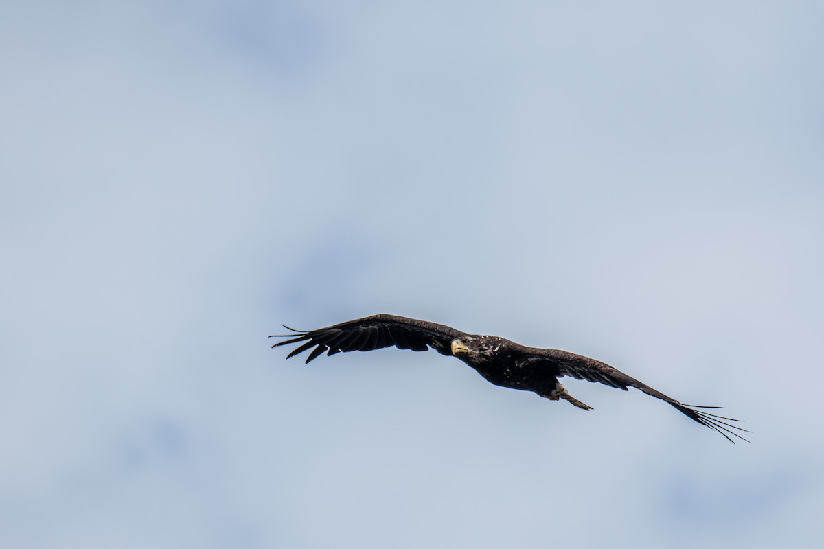 Bald Eagle - ML625047280