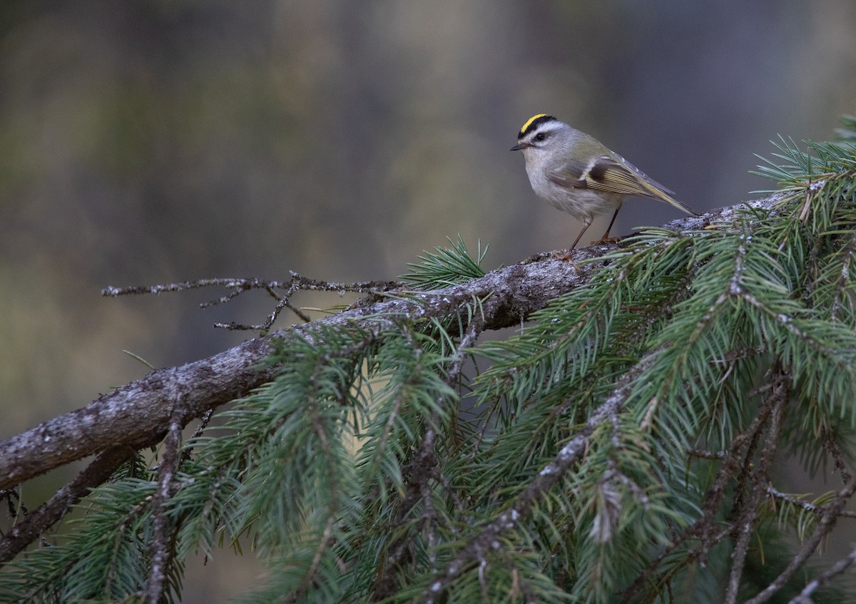 Golden-crowned Kinglet - ML625047298