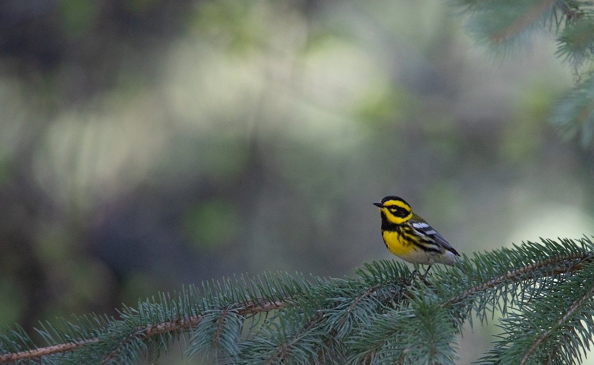 Townsend's Warbler - Owen Leggio