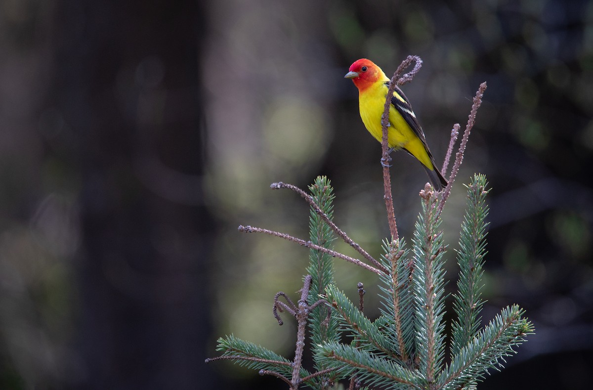 Western Tanager - Owen Leggio