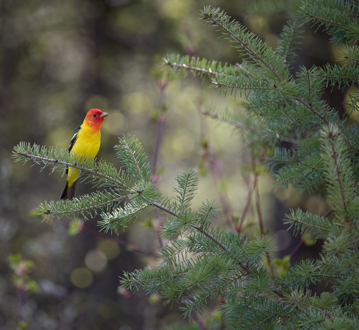 Western Tanager - ML625047317