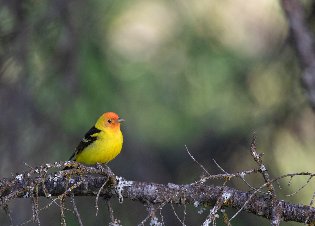 Western Tanager - ML625047323