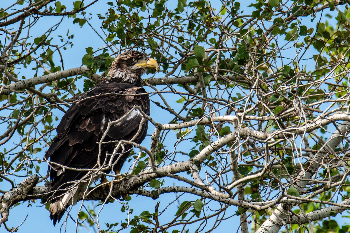 Bald Eagle - ML625047352