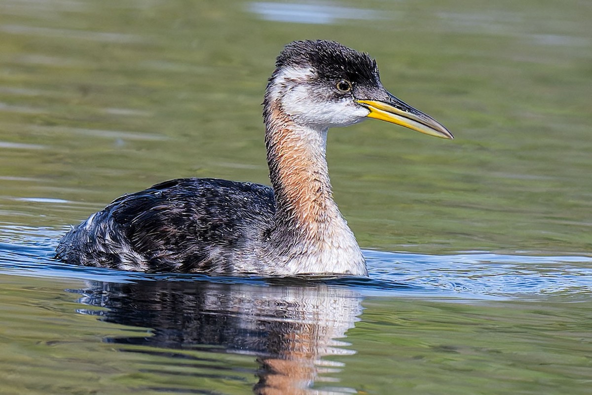 Red-necked Grebe - ML625047750