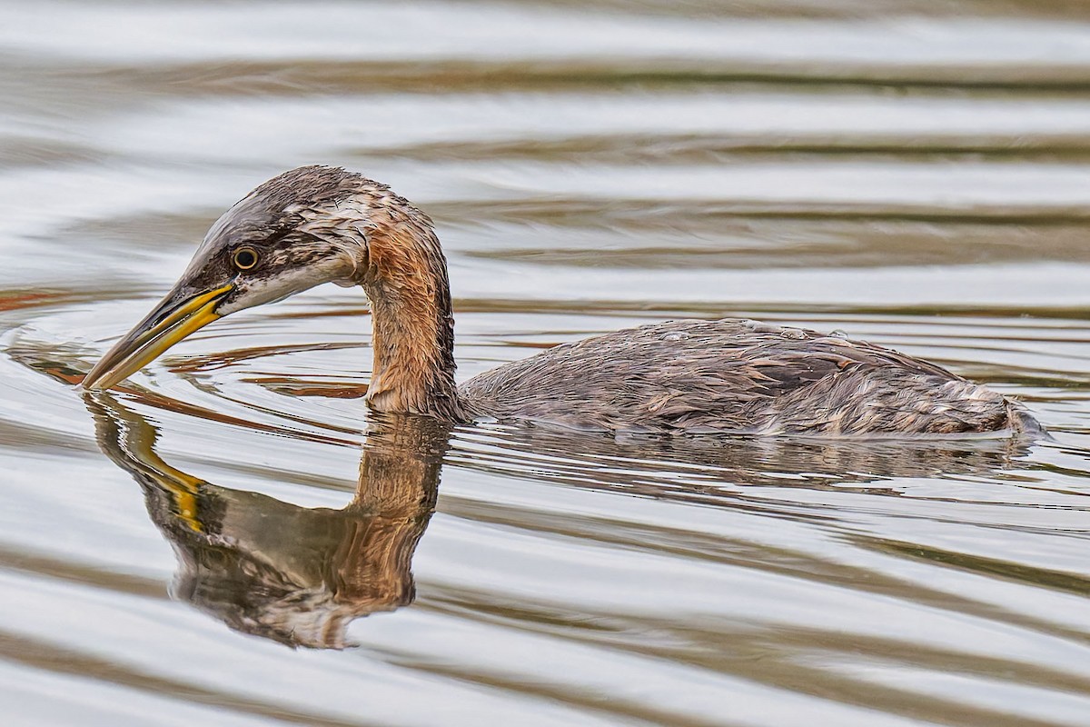 Red-necked Grebe - ML625047751