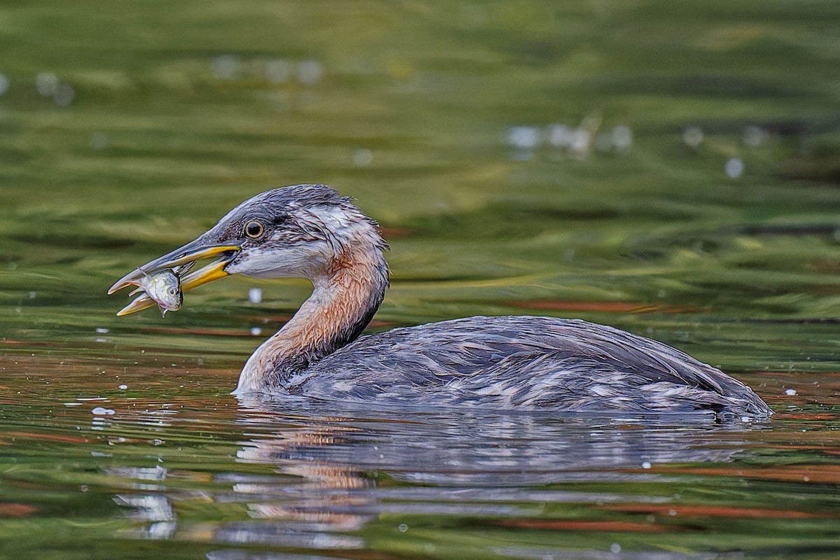 Red-necked Grebe - Claude Duchesneau