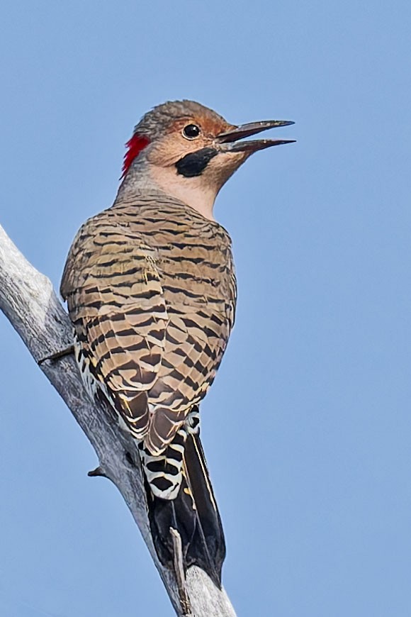 Northern Flicker - Claude Duchesneau