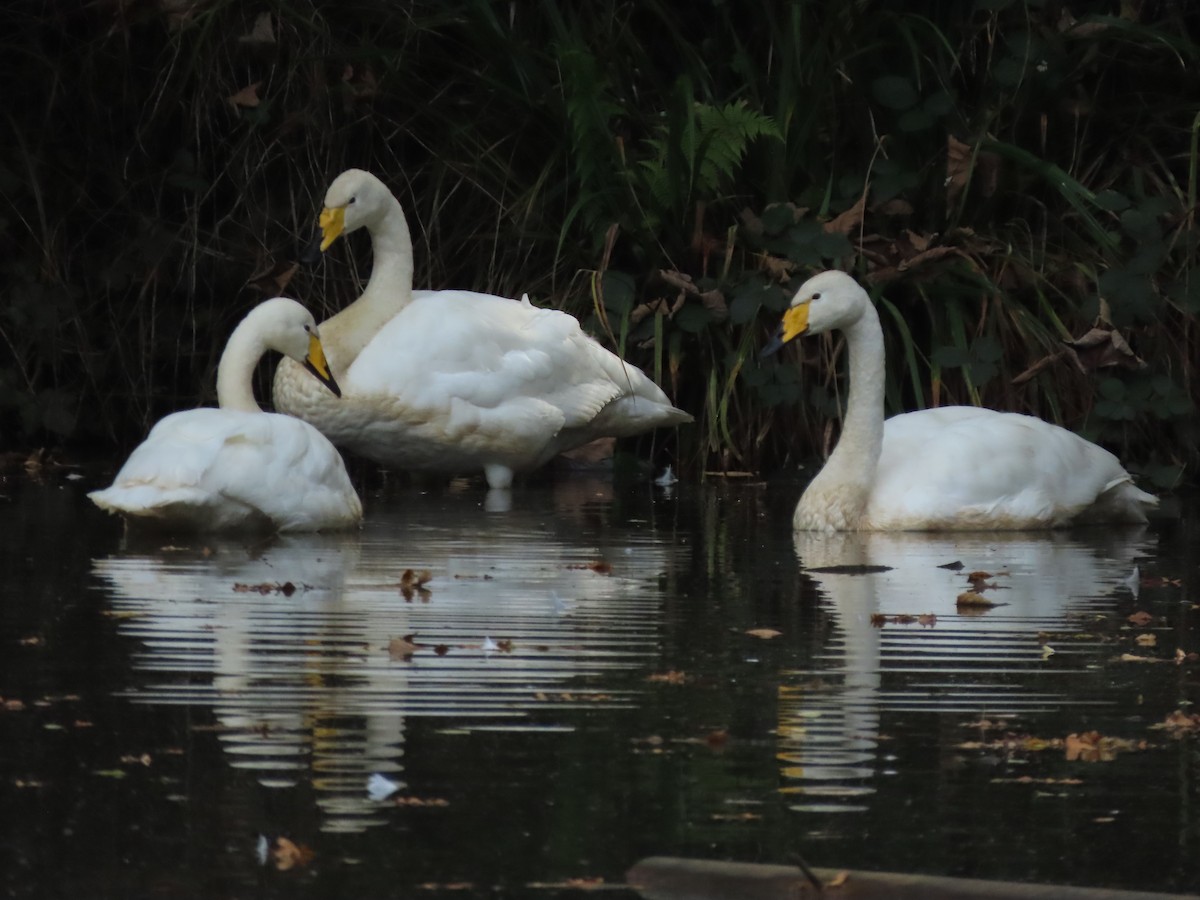 Whooper Swan - Joaquín Meana
