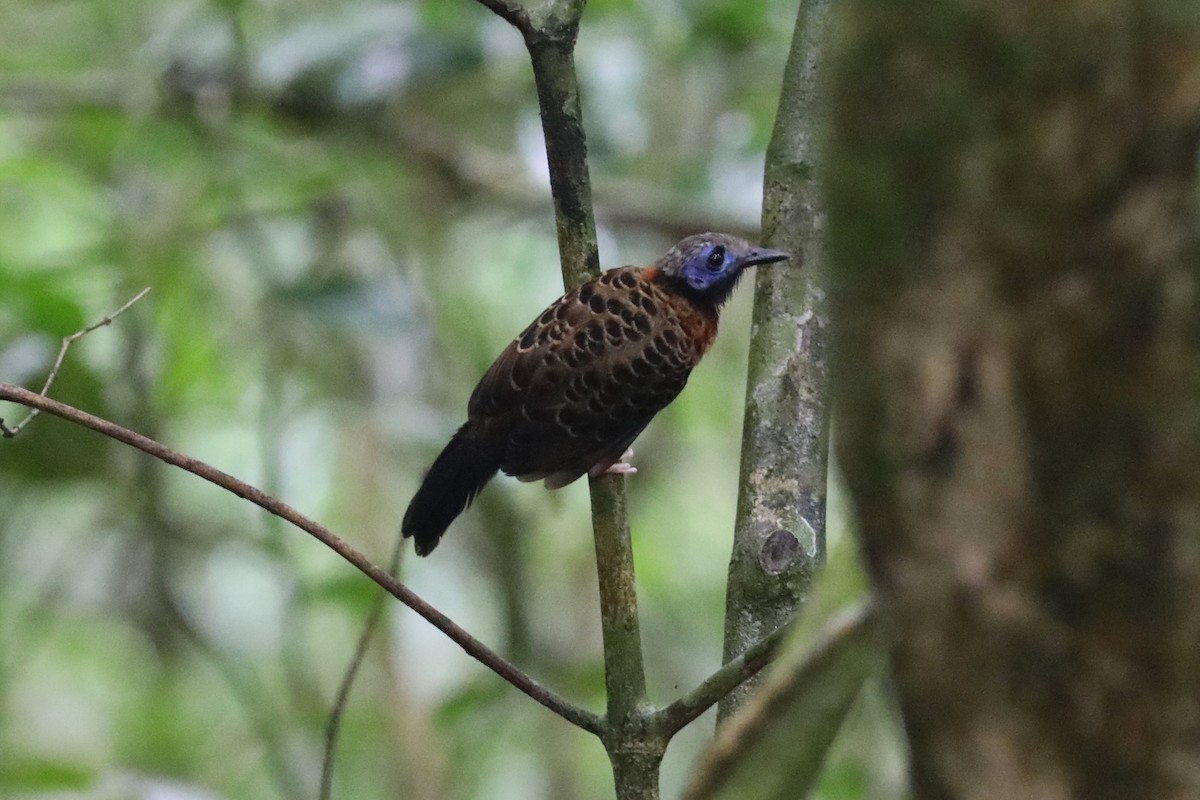 Ocellated Antbird - Brooke Ross