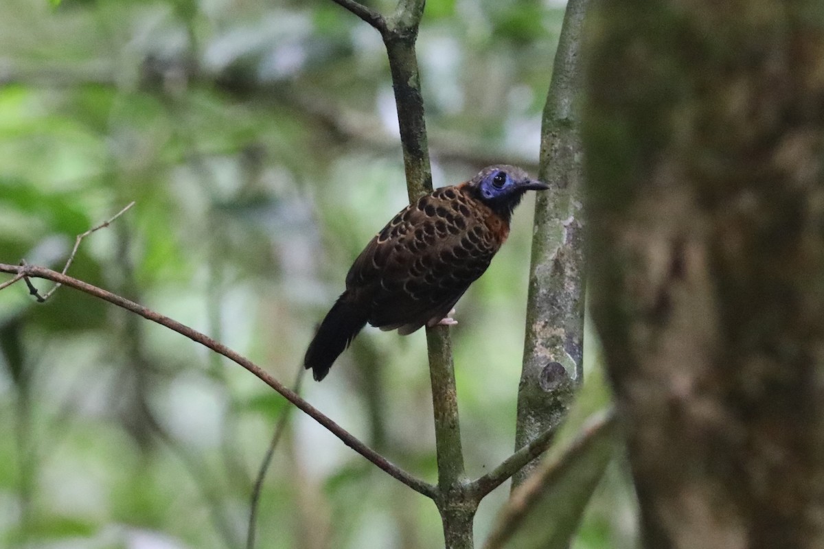 Ocellated Antbird - ML625048034