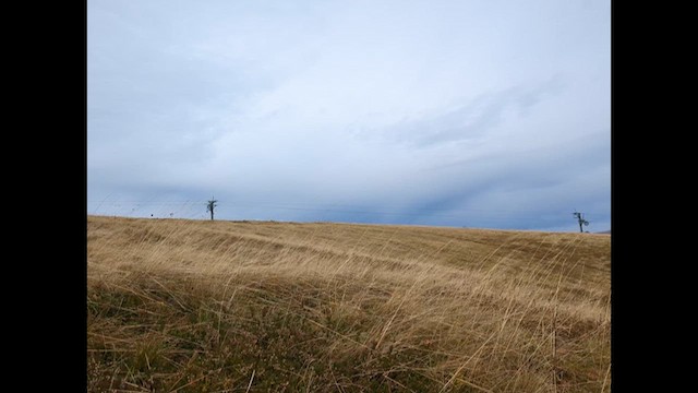 Дуулгат бужирга - ML625048092