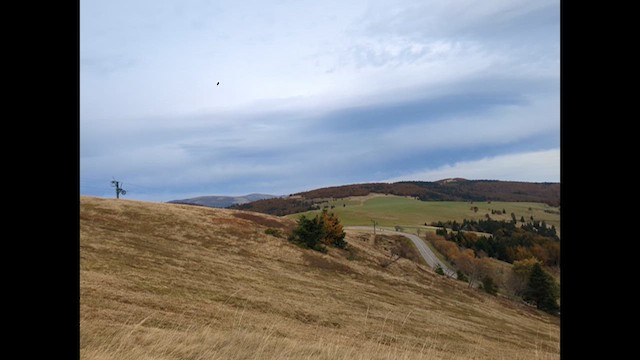 Дуулгат бужирга - ML625048097