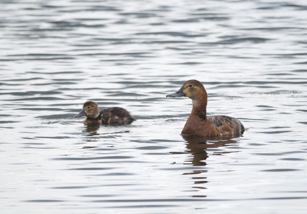 Common Pochard - ML625048115