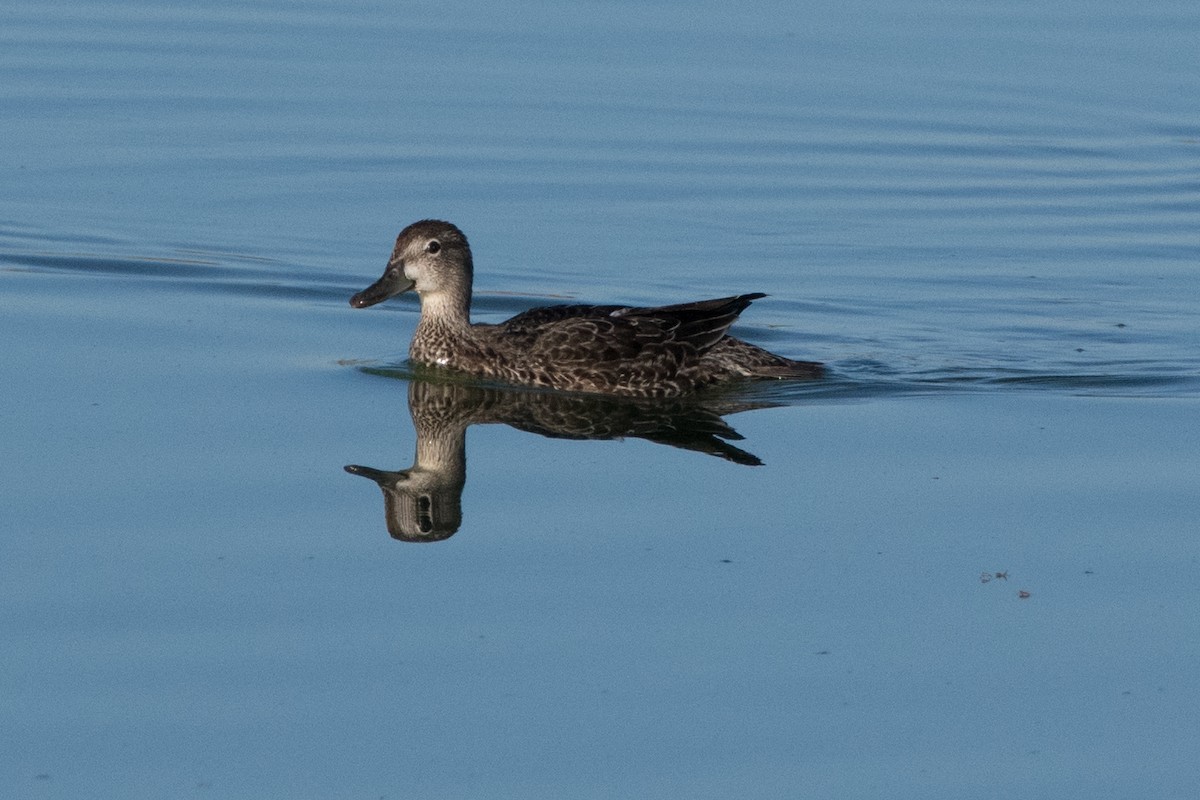 Blue-winged Teal - ML625048125