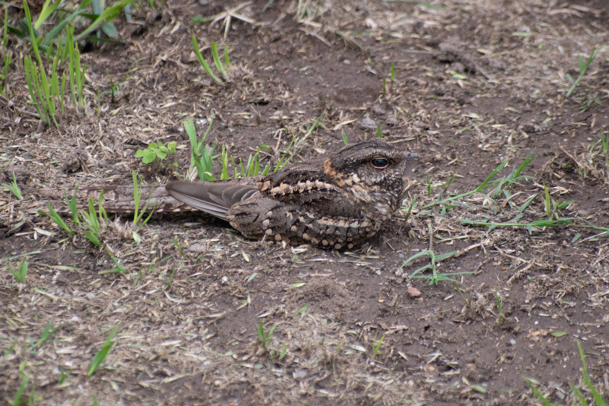 Scissor-tailed Nightjar - ML625048139