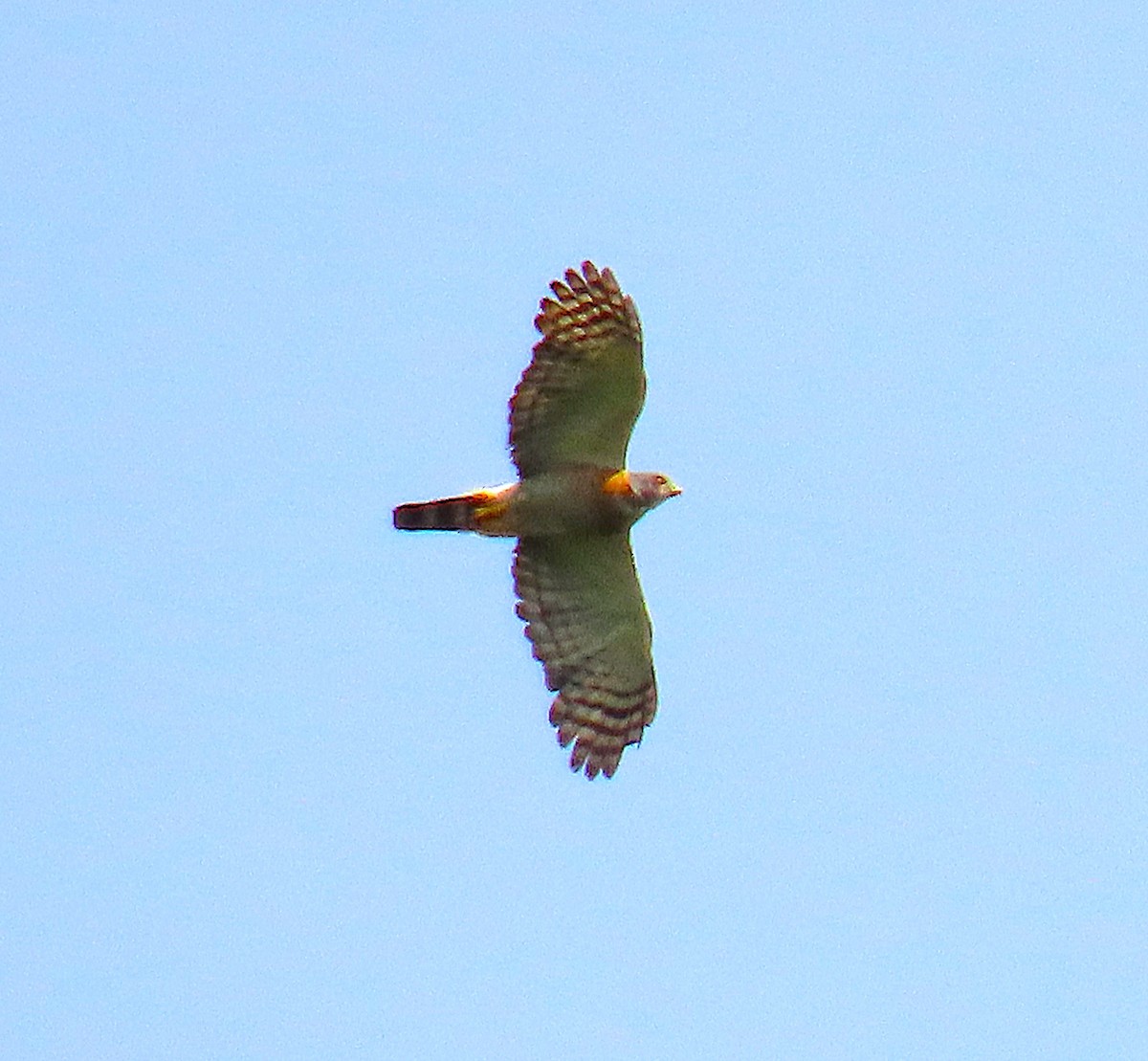 Double-toothed Kite - ML625048357