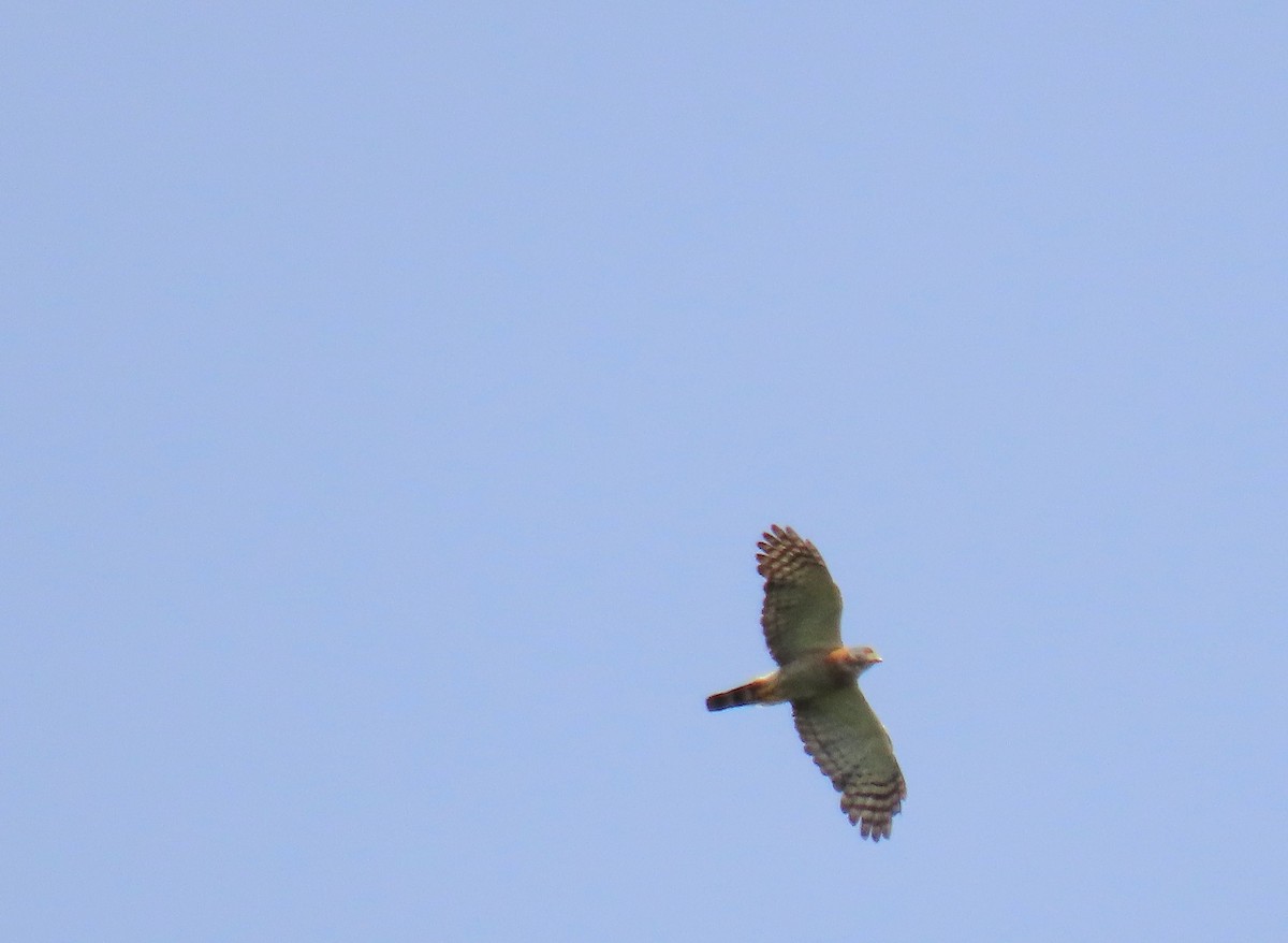 Double-toothed Kite - ML625048358