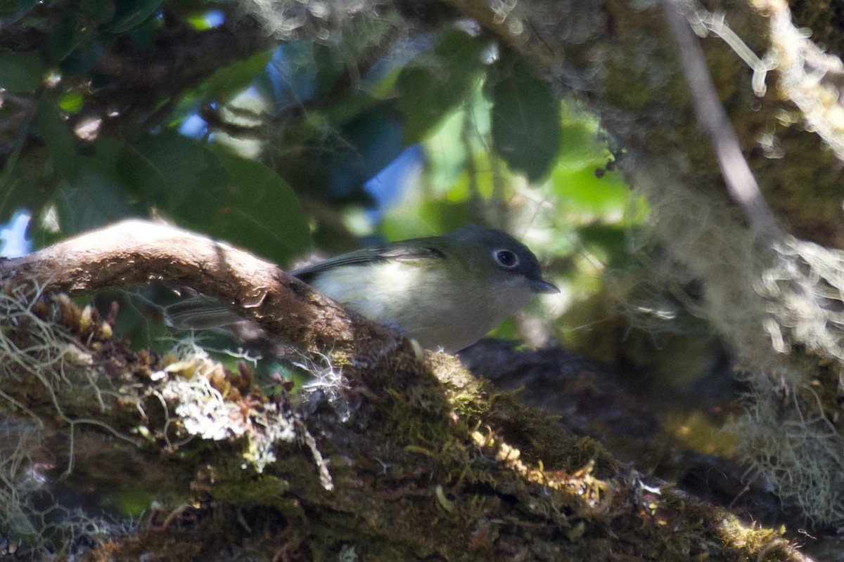 Green Shrike-Babbler - ML625048593