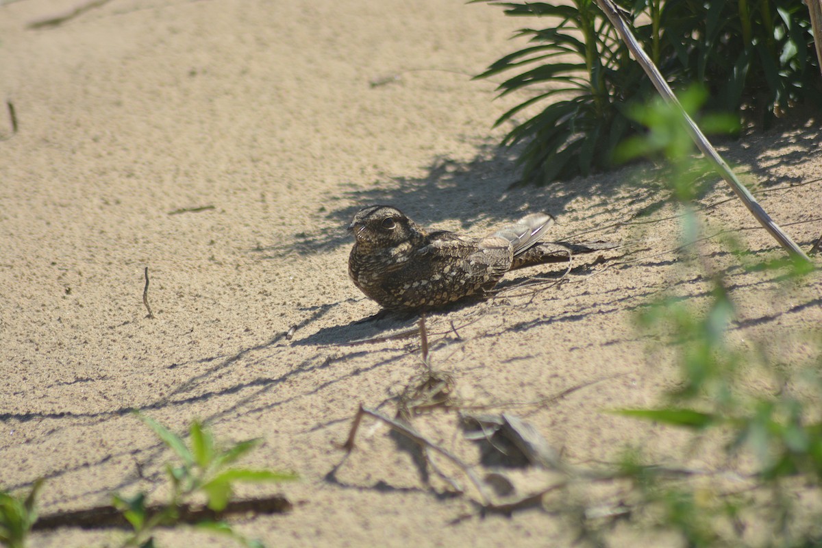 Scissor-tailed Nightjar - ML625048670