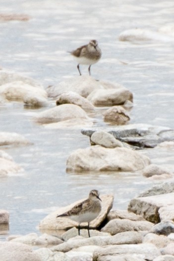 Baird's Sandpiper - ML625048729