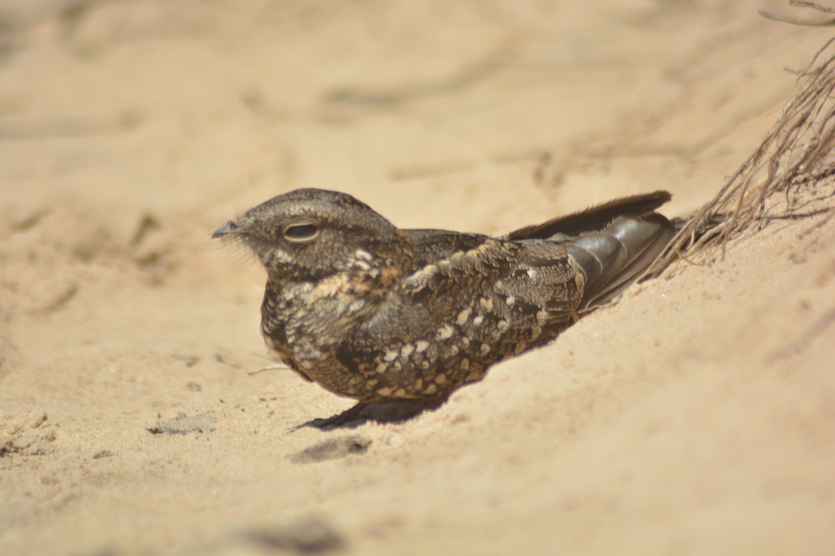 Scissor-tailed Nightjar - Felipe Aguilar