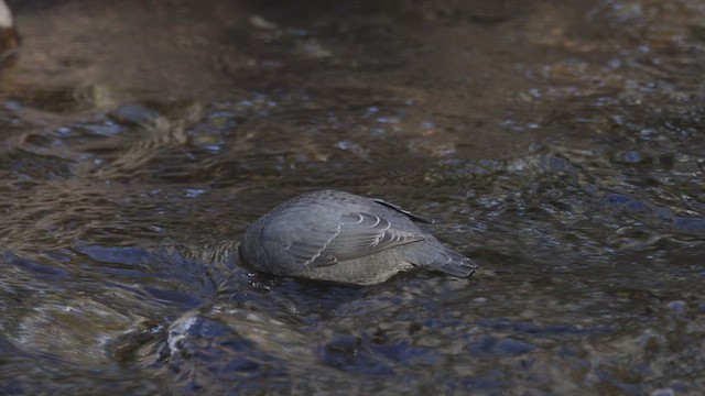 American Dipper - ML625048763