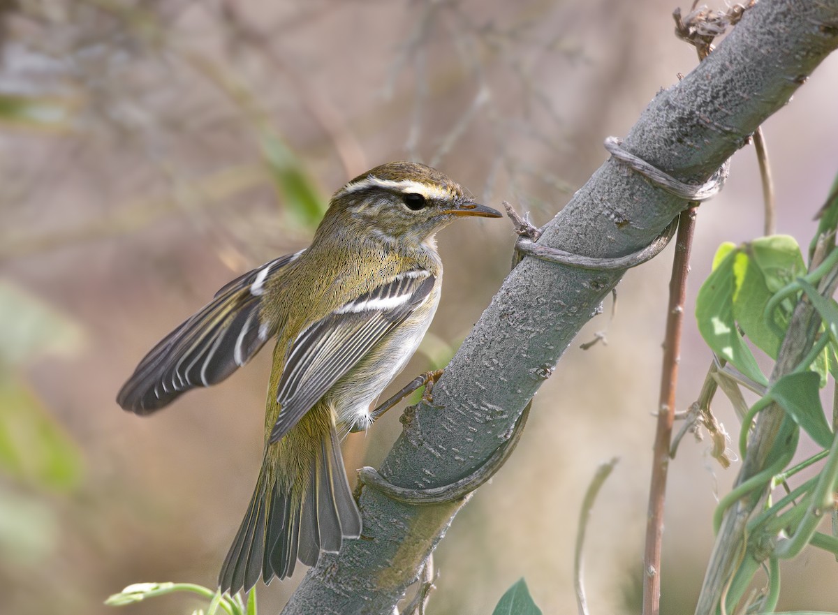 Yellow-browed Warbler - ML625048779