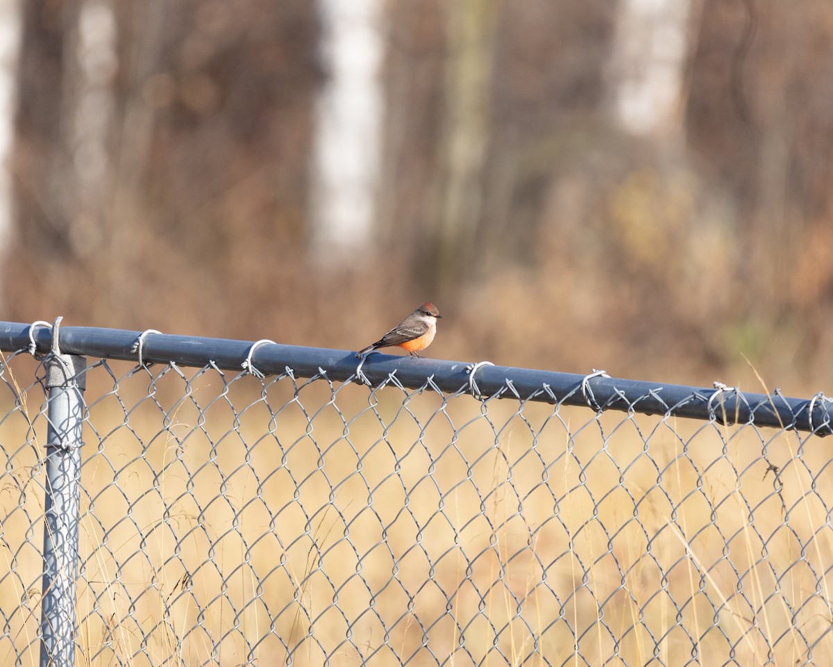 Vermilion Flycatcher - Shayna Cossette
