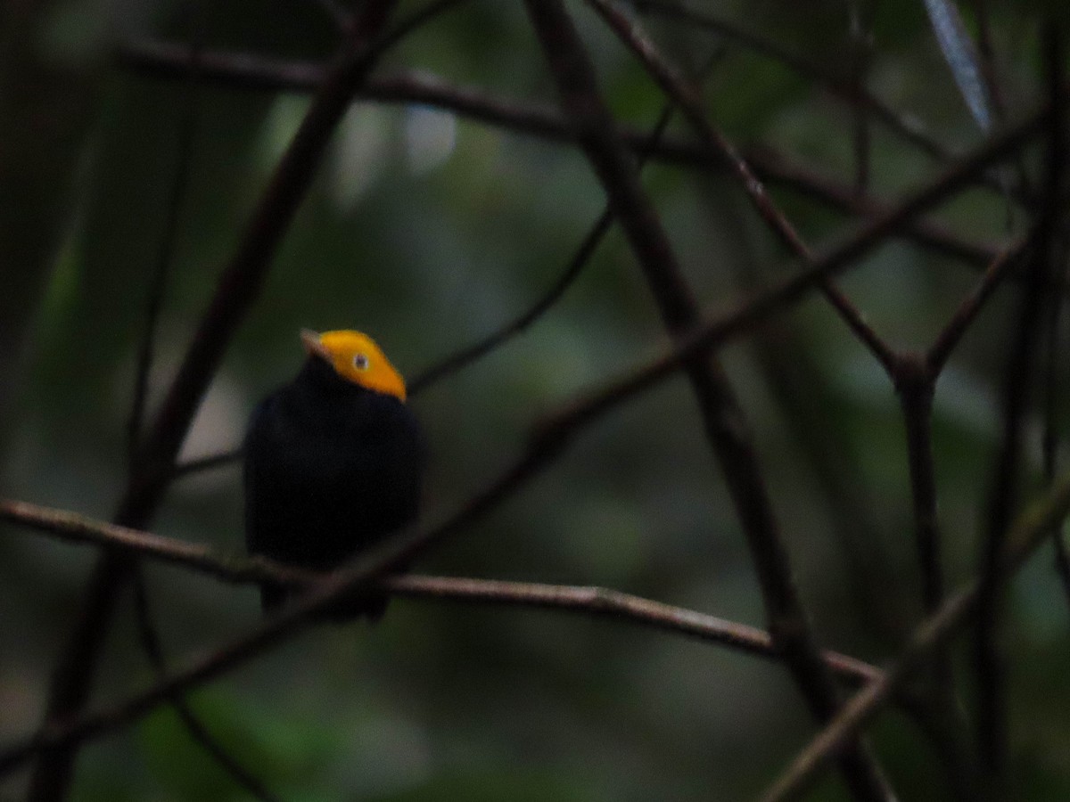 Golden-headed Manakin - ML625048979