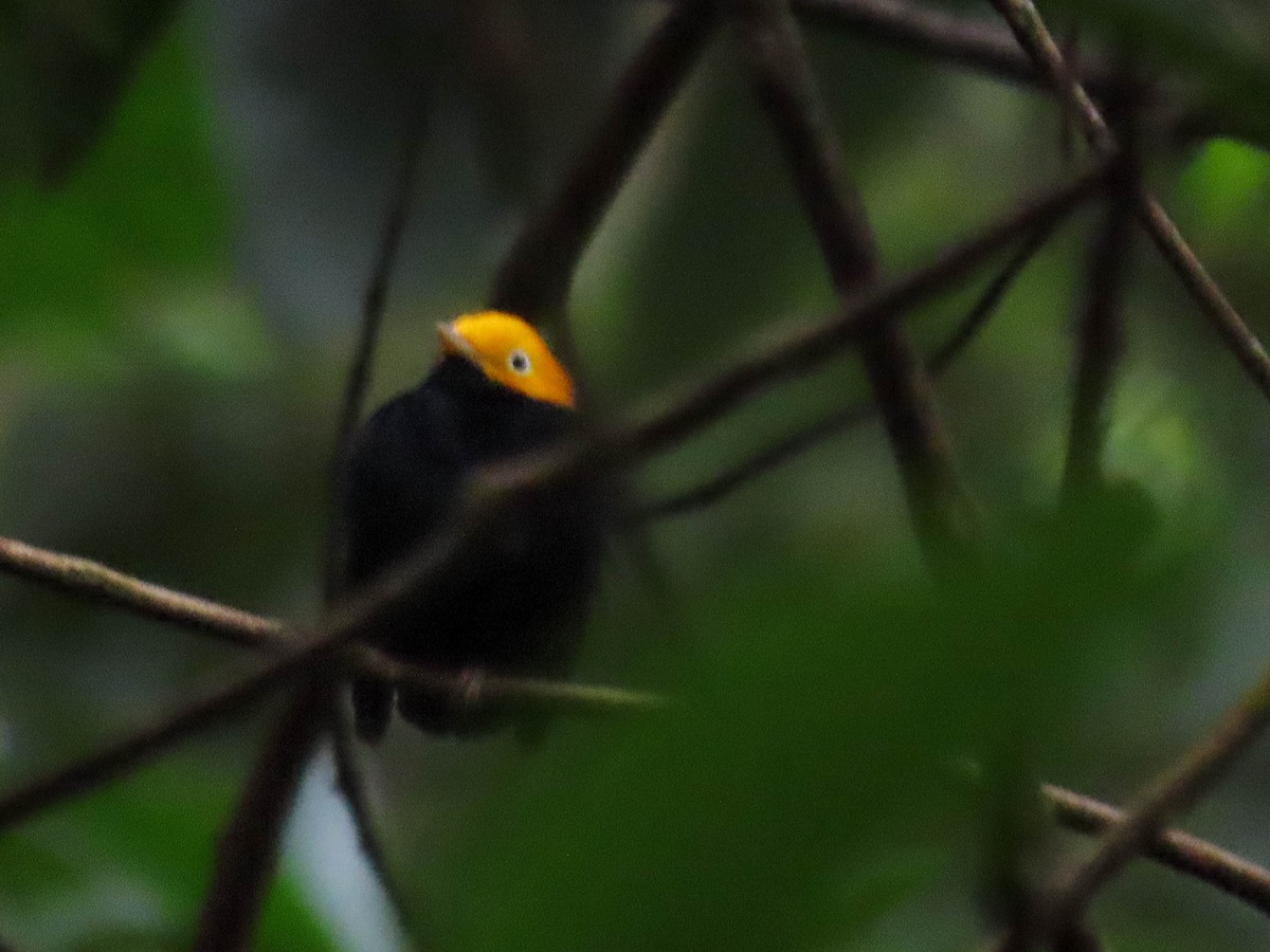Golden-headed Manakin - ML625048980