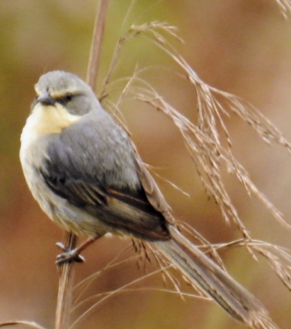 Long-tailed Reed Finch - ML625049476