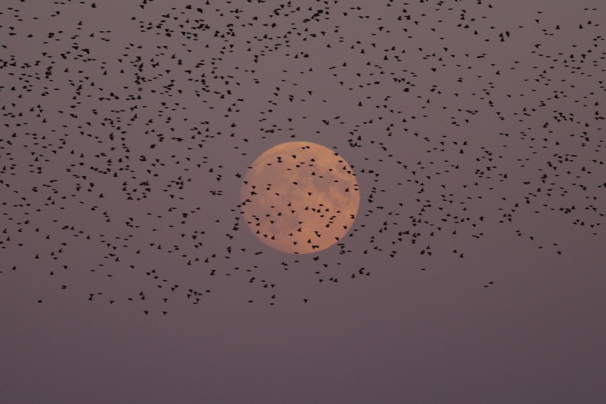 European Starling - ML625049495