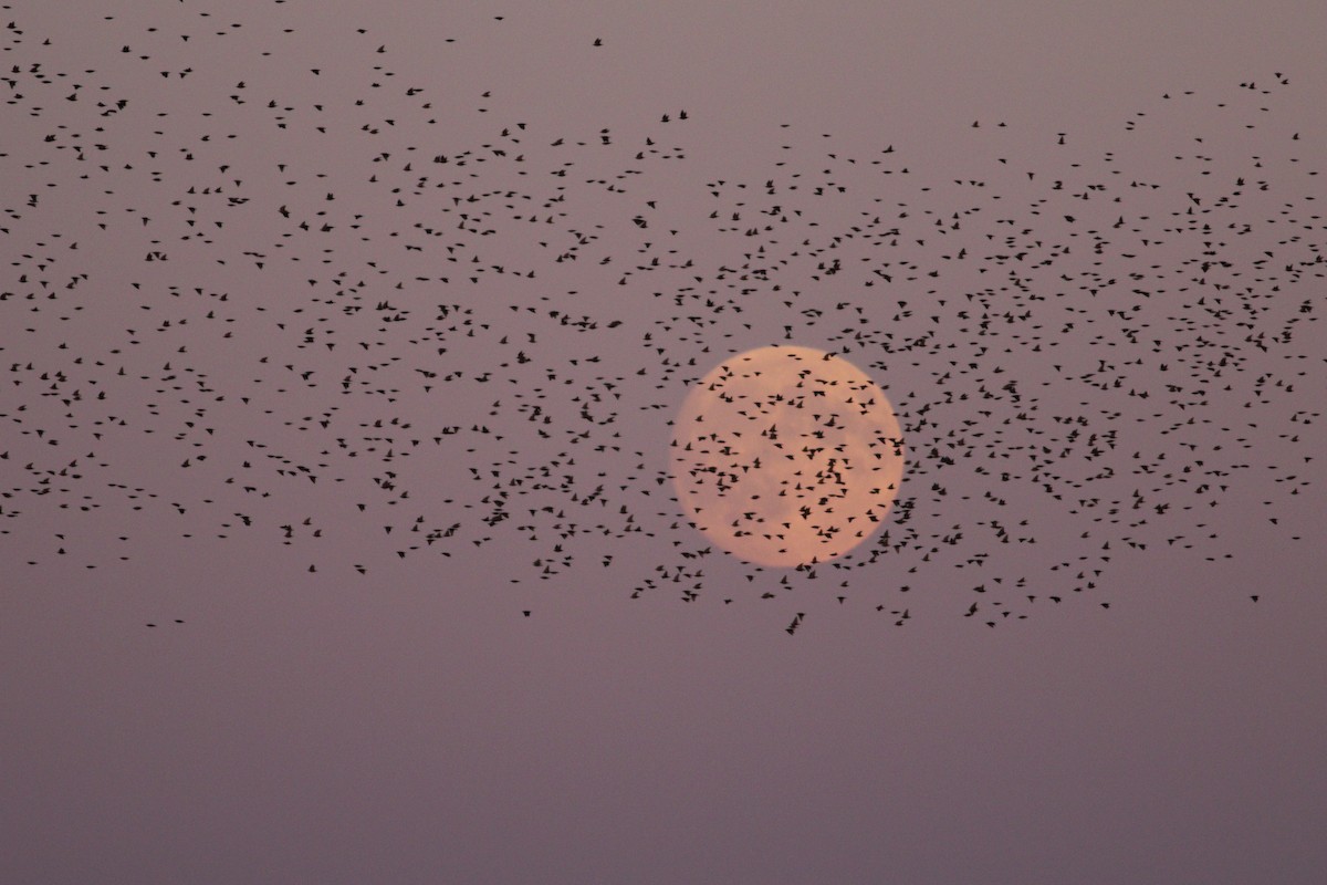 European Starling - ML625049496