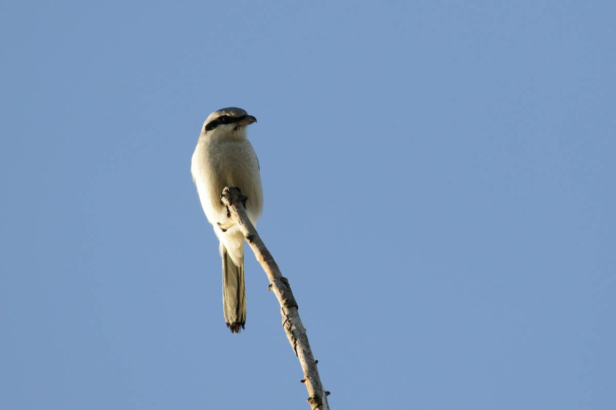 Great Gray Shrike - ML625049503