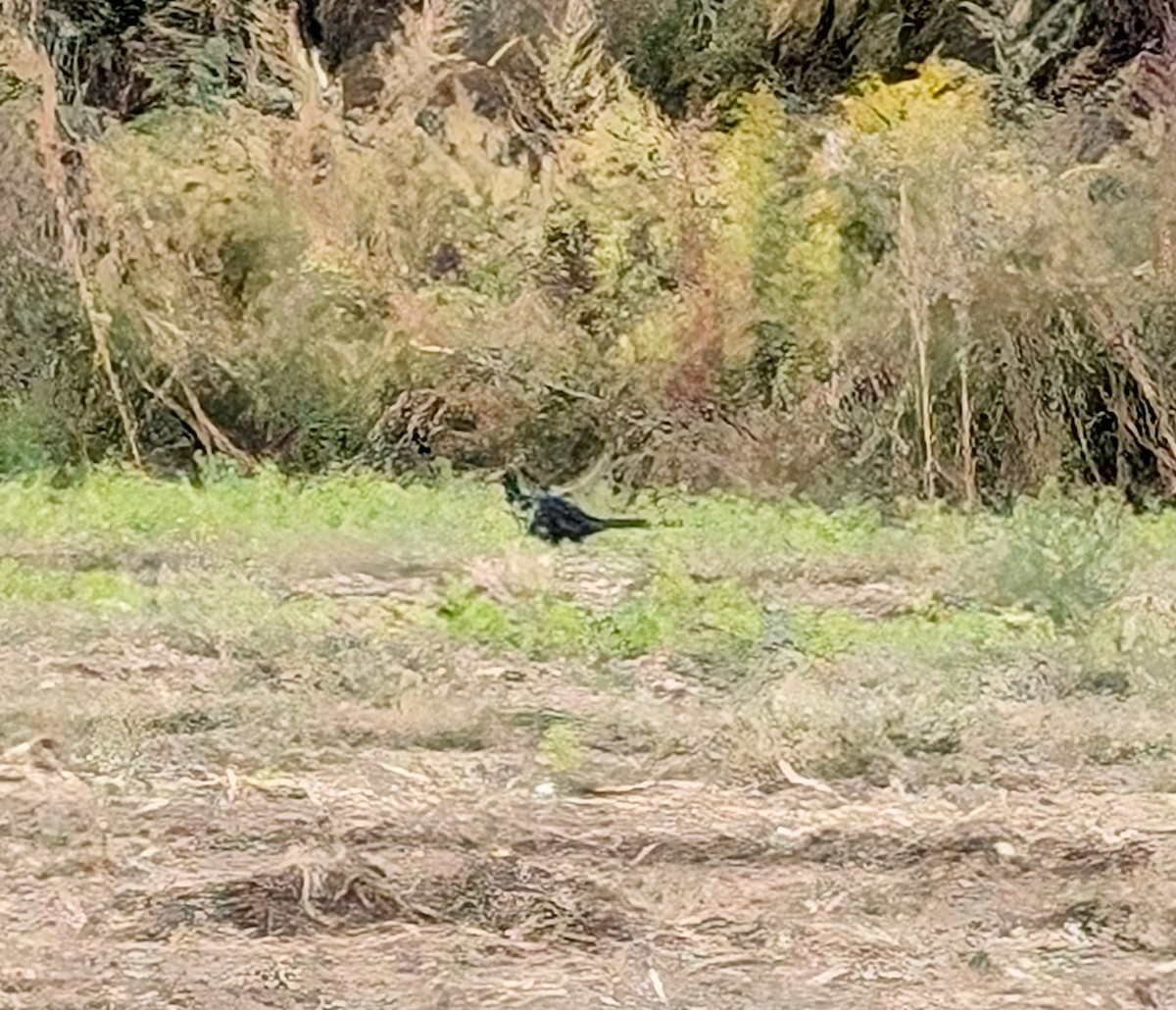 פסיון מצוי - ML625049683