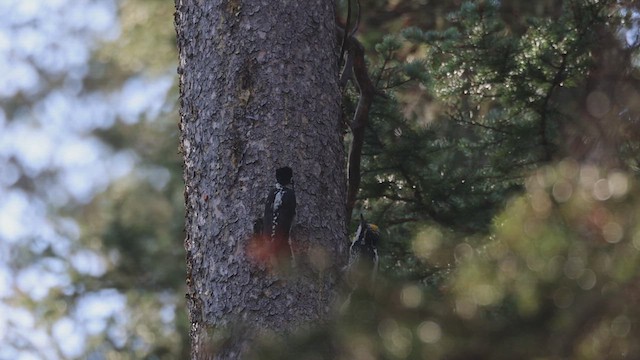 American Three-toed Woodpecker - ML625049739