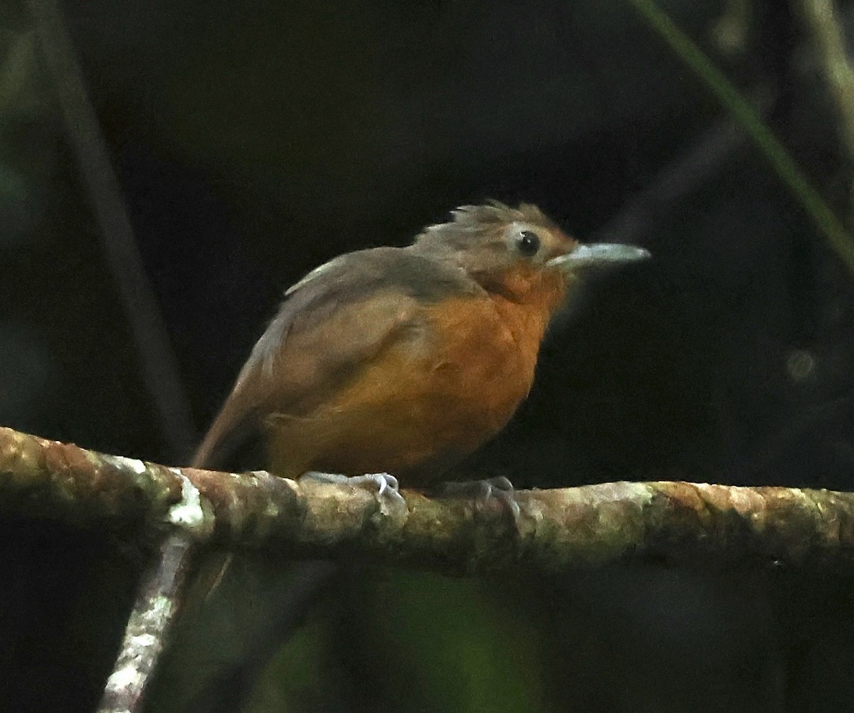 Dusky Antbird - ML625049783