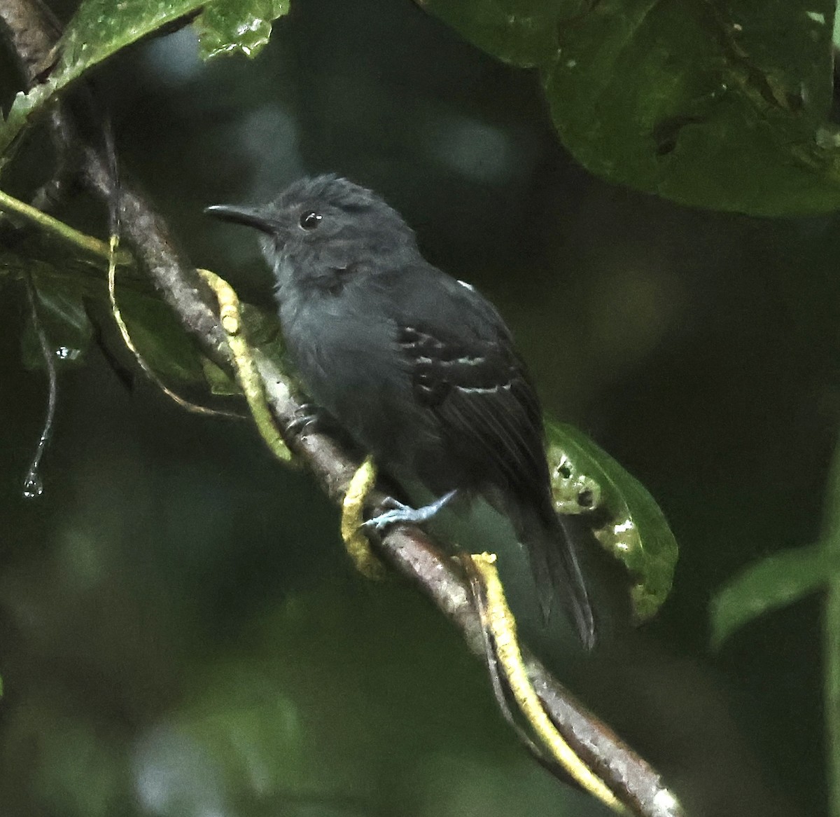 Dusky Antbird - ML625049784