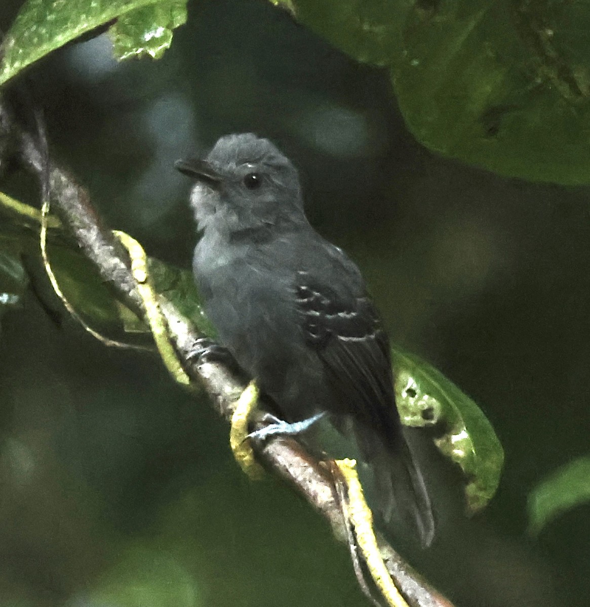 Dusky Antbird - ML625049785