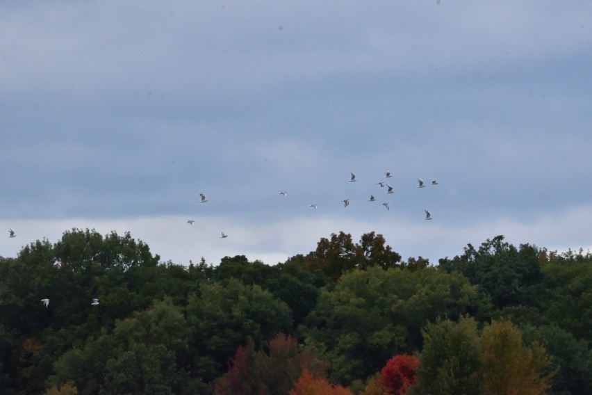 Bonaparte's Gull - ML625049790