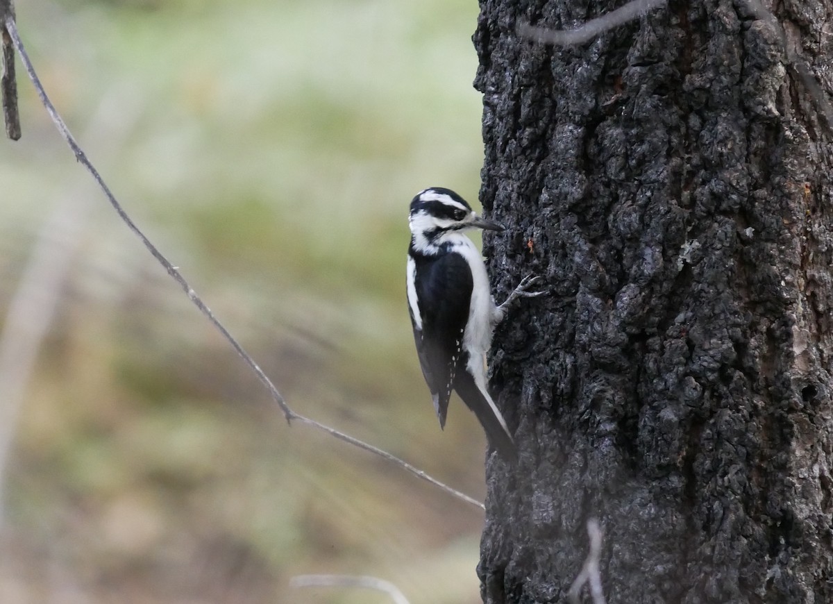 Hairy Woodpecker - ML625049797