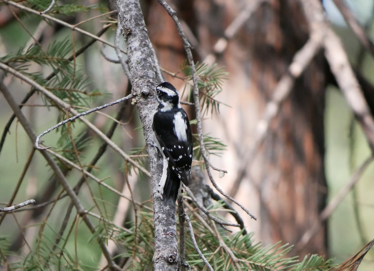 Hairy Woodpecker - ML625049798